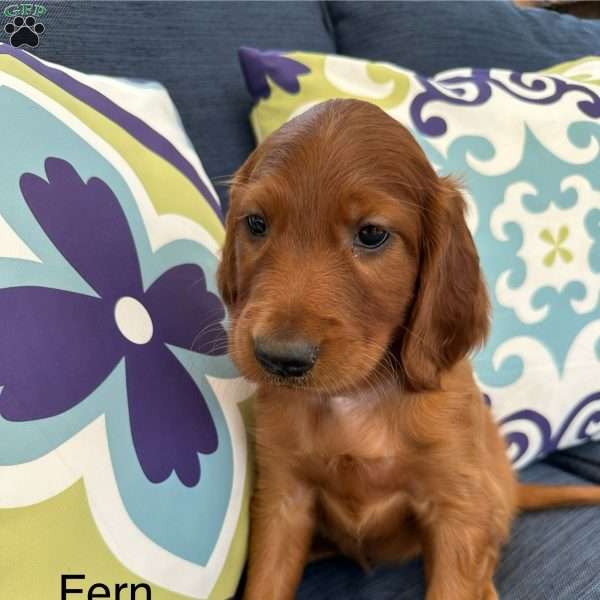 Fern, Irish Setter Puppy