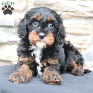 Milo, Cavapoo Puppy