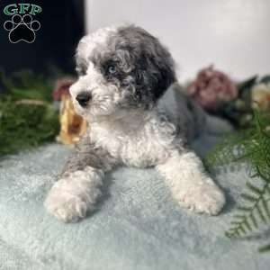 Pearl, Mini Bernedoodle Puppy