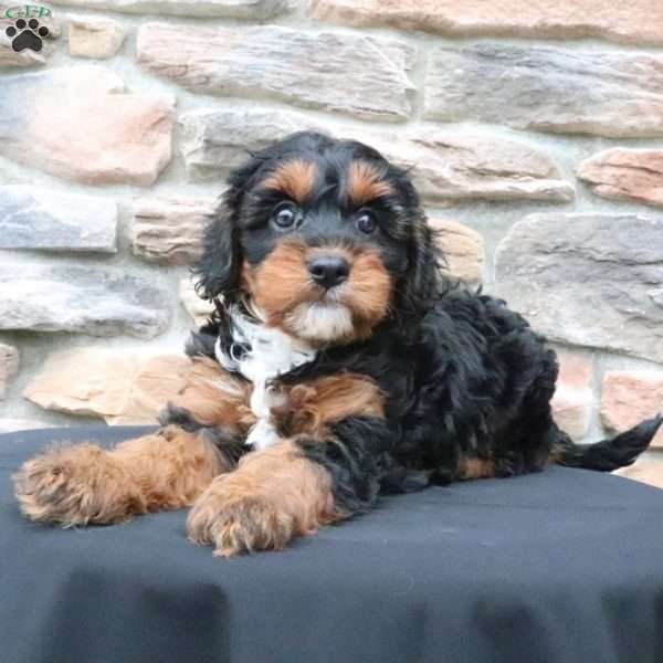 Maggs, Cavapoo Puppy