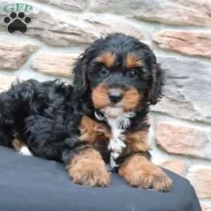 Maggs, Cavapoo Puppy