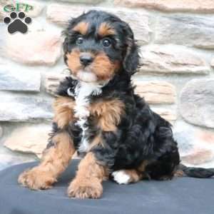 Maggs, Cavapoo Puppy