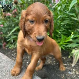 Fern, Irish Setter Puppy