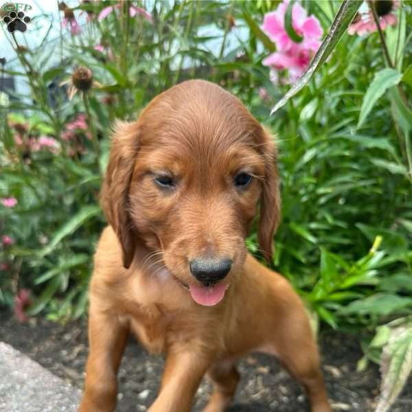 Fern, Irish Setter Puppy