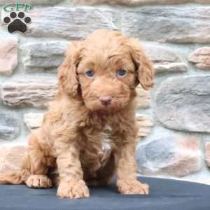Bruno, Cavapoo Puppy