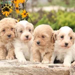 Emmi, Maltipoo Puppy
