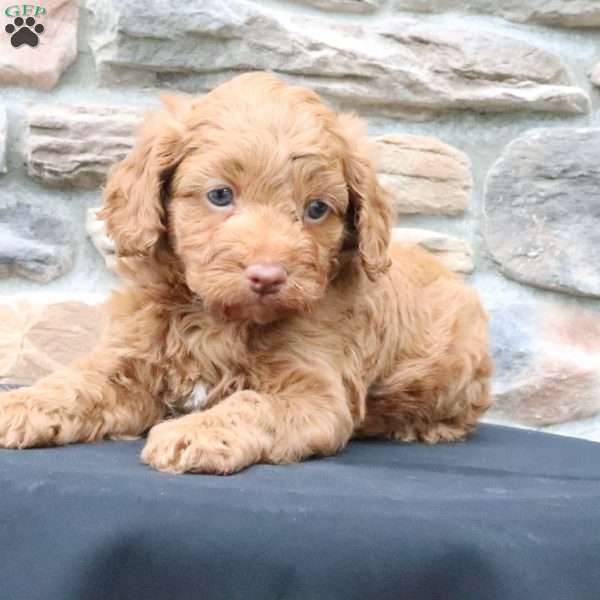 Bruno, Cavapoo Puppy