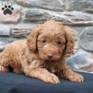 Bruno, Cavapoo Puppy