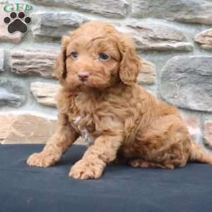 Bruno, Cavapoo Puppy