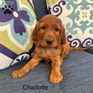 Charlotte, Irish Setter Puppy