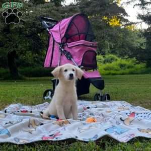 Emma, Mini Goldendoodle Puppy