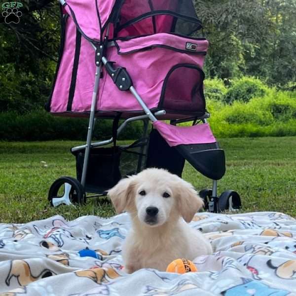 Emma, Mini Goldendoodle Puppy