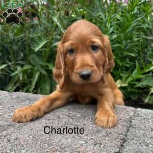 Charlotte, Irish Setter Puppy