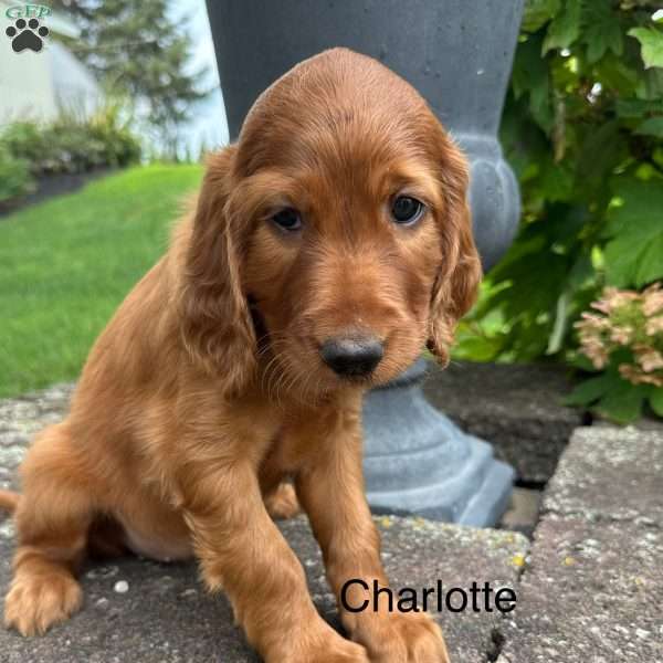 Charlotte, Irish Setter Puppy