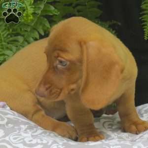 Tabitha – Mini, Dachshund Puppy