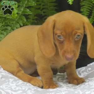 Tabitha – Mini, Dachshund Puppy