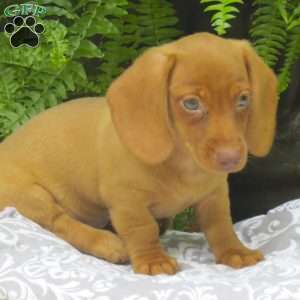 Tabitha – Mini, Dachshund Puppy