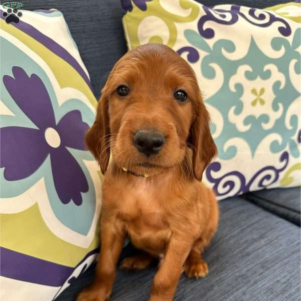 Henry, Irish Setter Puppy