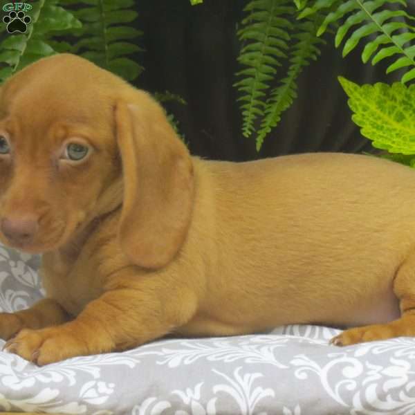 Tabitha – Mini, Dachshund Puppy