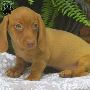 Tabitha – Mini, Dachshund Puppy