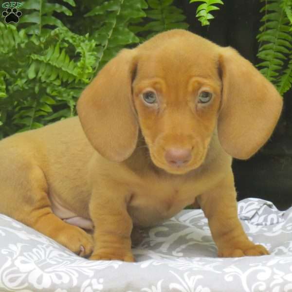 Trevor – Mini, Dachshund Puppy