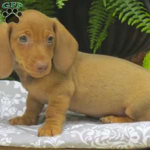 Trevor – Mini, Dachshund Puppy