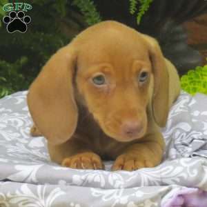 Trevor – Mini, Dachshund Puppy