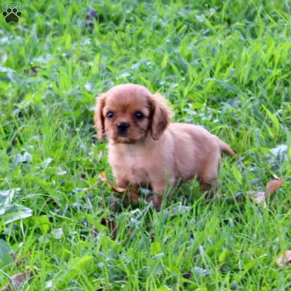 Hudson, Cavalier King Charles Spaniel Puppy