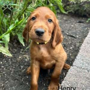 Henry, Irish Setter Puppy