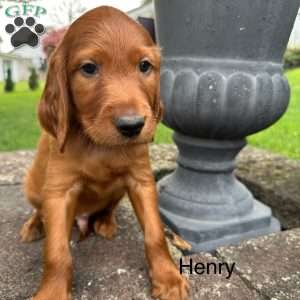 Henry, Irish Setter Puppy