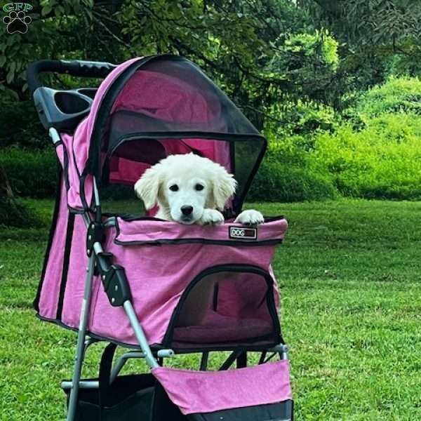 Mia, Mini Goldendoodle Puppy