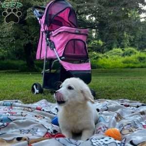 Mia, Mini Goldendoodle Puppy