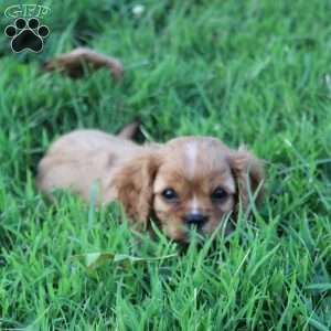 Harper, Cavalier King Charles Spaniel Puppy