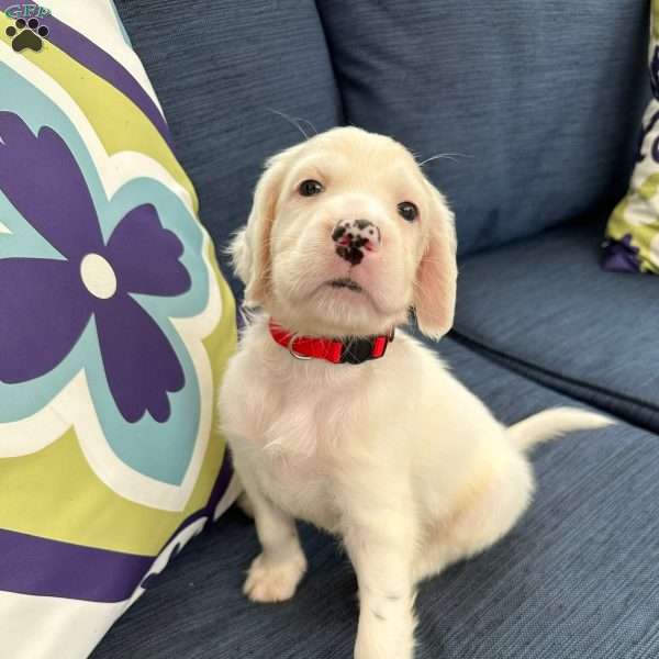 Henry, English Setter Puppy