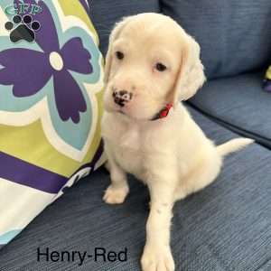 Henry, English Setter Puppy