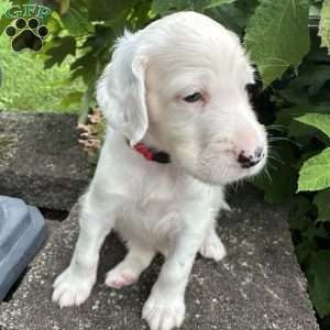 Henry, English Setter Puppy