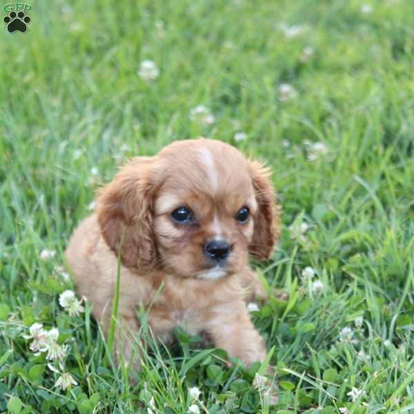 Harper, Cavalier King Charles Spaniel Puppy