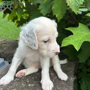 Robert, English Setter Puppy
