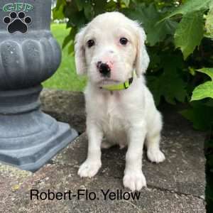 Robert, English Setter Puppy