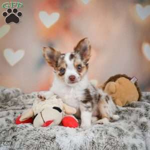 Rumor, Chihuahua Puppy