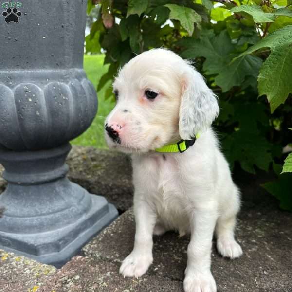 Robert, English Setter Puppy