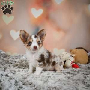 Rumor, Chihuahua Puppy