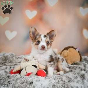 Rumor, Chihuahua Puppy