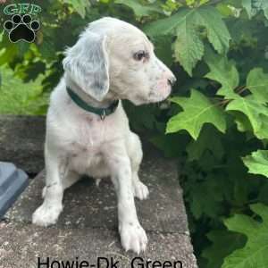 Howie, English Setter Puppy