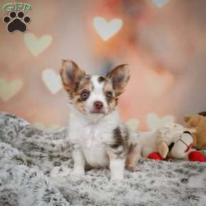 Rumor, Chihuahua Puppy