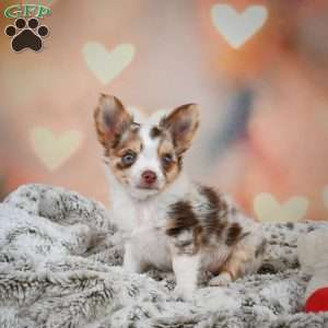 Rumor, Chihuahua Puppy