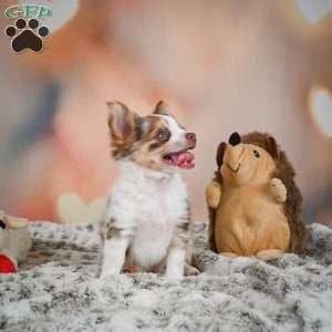 Rumor, Chihuahua Puppy