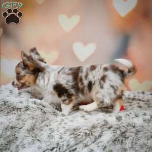 Rumor, Chihuahua Puppy