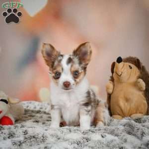 Rumor, Chihuahua Puppy