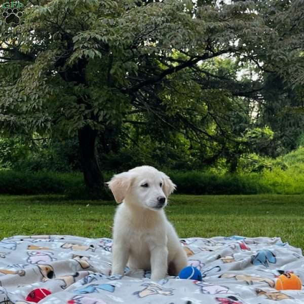 Jack, Mini Goldendoodle Puppy
